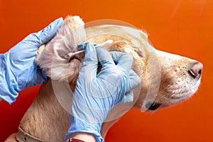 Cleaning the dog`s ears. The doctor examines the dog`s ears