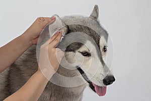Cleaning the dogs ears with ear wipes, help relieve itching and reduce odors photo