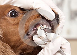 Cleaning of dogs teeth