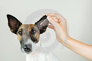 Cleaning a dogâ€™s ear with a cotton ear stick.