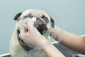 Cleaning the eyes with a hygienic pad of a Mops dog.