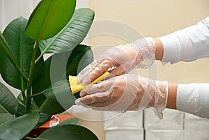 Cleaning ficus photo