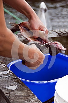 Cleaning fish