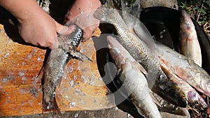 Cleaning fish on the shore of the river.
