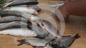 Cleaning fish on the shore of the river.