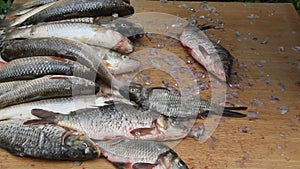 Cleaning fish on the shore of the river.