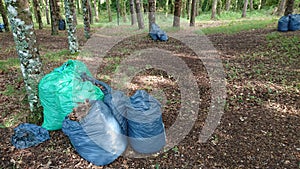 Cleaning Forest Ambient