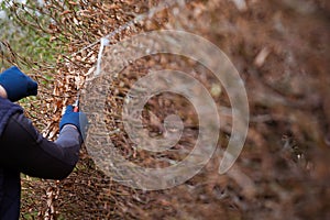 Cleaning the garden in early spring, cutting the hedge, which is still leafless.