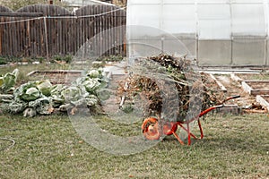 Cleaning the garden after harvesting. The tops and weeds are lying in a garden wheelbarrow. Preparation of waste for composting