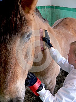 Cleaning a horse