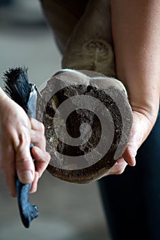 Cleaning Horse Hoof