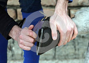 Cleaning of the horse hoof