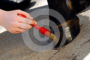 Cleaning a horse hoof  Horse care
