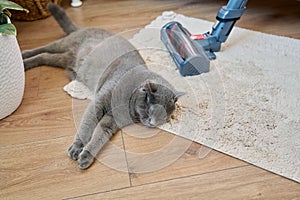 Cleaning house with vacuum cleaner, female with pet cat