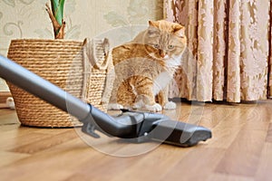 Cleaning house with vacuum cleaner, vacuum cleaner brush with pet cat