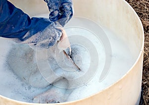 Cleaning is an important step when tanning a deer hide.