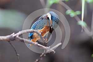 Cleaning its nail, keep itself tidy while resting.