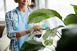 Cleaning leaves of houseplant