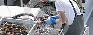 Cleaning live Maine lobsters on a fishing boat