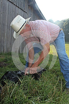Cleaning Off the Newborn Calf photo