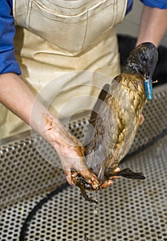 Cleaning an oil bird