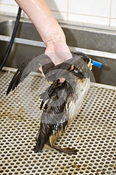 Cleaning an oil bird