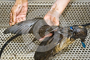 Cleaning an oil bird