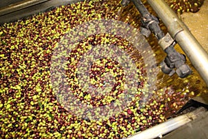 Cleaning olives with fresh water in olive oil mill
