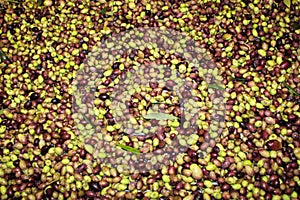 Cleaning olives with fresh water in olive oil mill