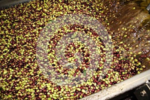 Cleaning olives with fresh water in olive oil mill