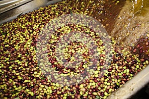 Cleaning olives with fresh water in olive oil mill