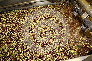 Cleaning olives with fresh water in olive oil mill