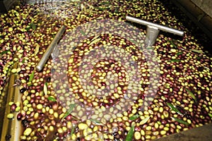 Cleaning olives with fresh water in olive oil mill