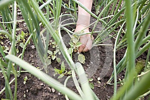 Cleaning the onion balk