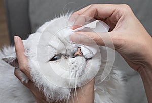 Cleaning Persian Chinchilla Cat`s eyes with cotton pad. Cat`s Eyes Healthy. Prevention of eyes`s problem