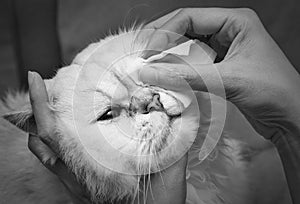 Cleaning Persian Chinchilla Cat`s eyes with cotton pad. Cat`s Eyes Healthy. Prevention of eyes`s problem. black and white tone