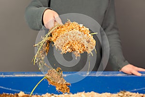 Cleaning the rabbit cage, scatter and straw with rabbit and leftover vegetables, taking care of a pet, shovel with waste