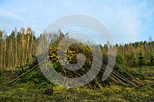 Cleaning the roadside by cutting young trees