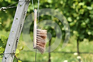 Cleaning scrub hand brush in grapevine vineyard