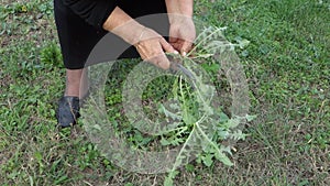 Cleaning and slicing green dandelion plants