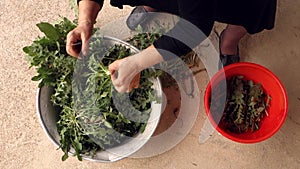 Cleaning and slicing green dandelion plants