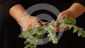 Cleaning and slicing green dandelion plants