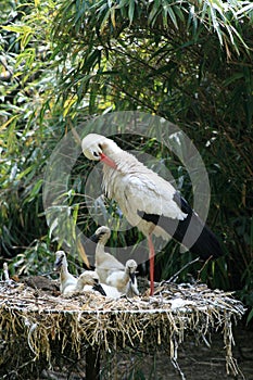 Cleaning stork and chickens