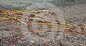 Cleaning of the swimming habitat of the pond. siltation and reduction of weed reeds. quality control flower cigar shape. in his ha