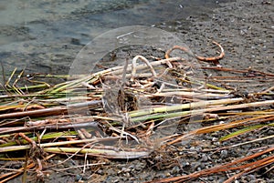 Cleaning of the swimming habitat of the pond. siltation and reduction of weed reeds. quality control flower cigar shape. in his ha