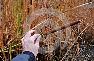 Cleaning of the swimming habitat of the pond. siltation and reduction of weed reeds. quality control flower cigar shape. in his ha