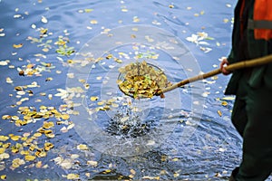 Cleaning swimming pond in the park from fallen leaves with special mesh in autumn, work in the city outdoors, , real