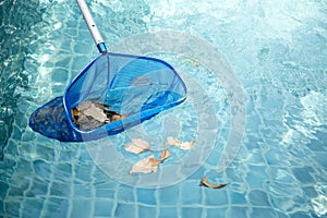 Cleaning swimming pool of fallen leaves with blue skimmer net