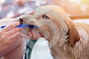 Cleaning teeth to labrador dog