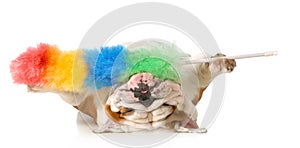 Cleaning up dog hair